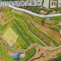 畲依茗白茶-福建畲依茗白茶有限公司