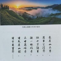 龙井特级-四川云中花岭茶业有限公司